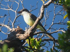 Tyrannus crassirostris