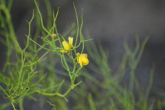 Senna aphylla