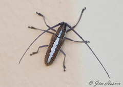 Neoptychodes trilineatus