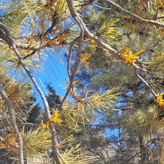 Arceuthobium vaginatum cryptopodum