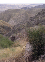 Caragana balchaschensis