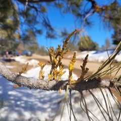 Arceuthobium vaginatum cryptopodum