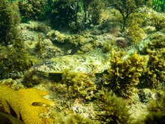 Platycephalus laevigatus