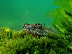 Platycephalus laevigatus