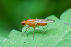 Psila fimetaria