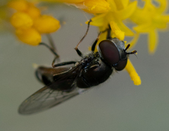 Platycheirus stegnus