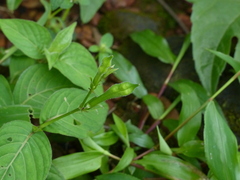 Asystasia dalzelliana