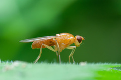 Psila fimetaria