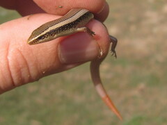 Riopa punctata