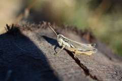 Dichroplus elongatus