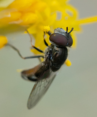 Platycheirus stegnus