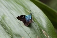 Astraptes fulgerator