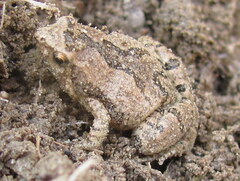 Microhyla nilphamariensis