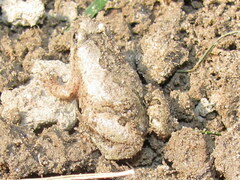 Microhyla nilphamariensis