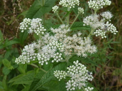 Eupatorium perfoliatum