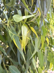 Eucalyptus gomphocephala