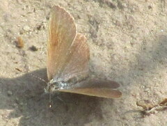 Zizeeria karsandra