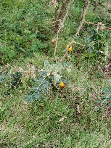 Solanum marginatum image