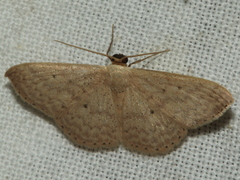 Scopula optivata