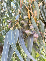 Eucalyptus gomphocephala