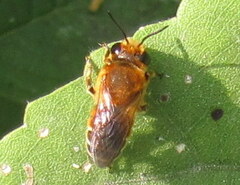 Megachile lanata
