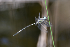 Parasynthemis regina