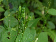 Asystasia dalzelliana