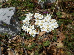 Achillea crithmifolia