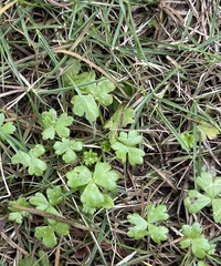Hydrocotyle batrachium