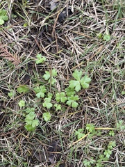 Hydrocotyle batrachium