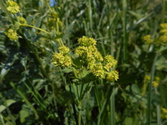 Alchemilla subcrenata