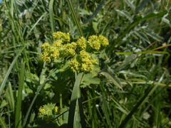 Alchemilla subcrenata
