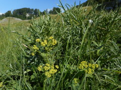 Alchemilla subcrenata