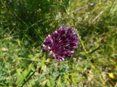 Allium sphaerocephalon