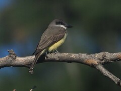 Tyrannus crassirostris