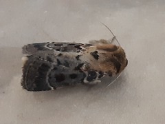 Proteuxoa sanguinipuncta