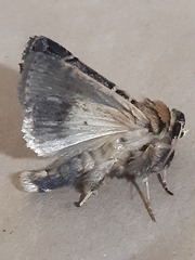 Proteuxoa sanguinipuncta