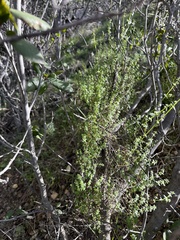 Galium angustifolium