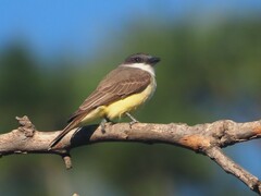 Tyrannus crassirostris