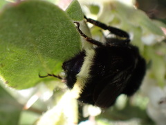 Bombus vosnesenskii