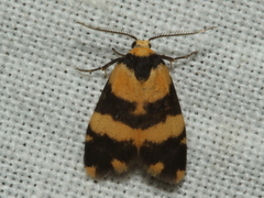 Thallarcha chrysochares