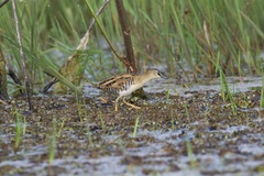 Hapalocrex flaviventer