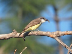 Tyrannus crassirostris