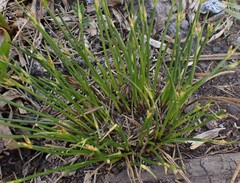 Juncus drummondii
