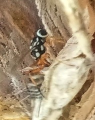 Cryptinae