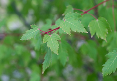 Acer glabrum douglasii