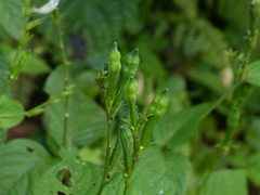 Asystasia dalzelliana