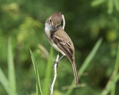 Empidonax albigularis