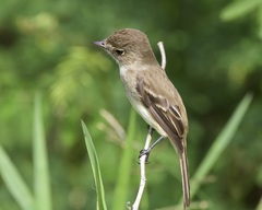 Empidonax albigularis