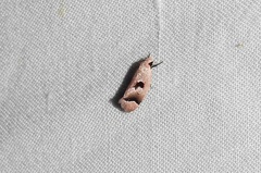 Acanthodela erythrosema